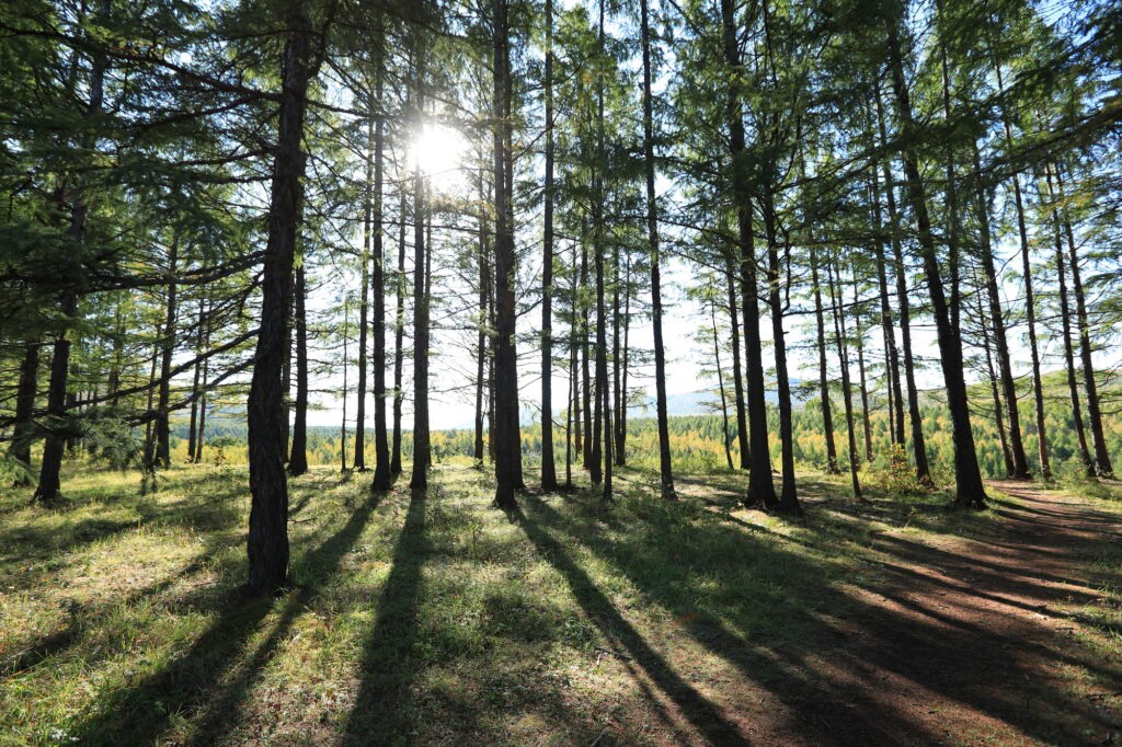 forest